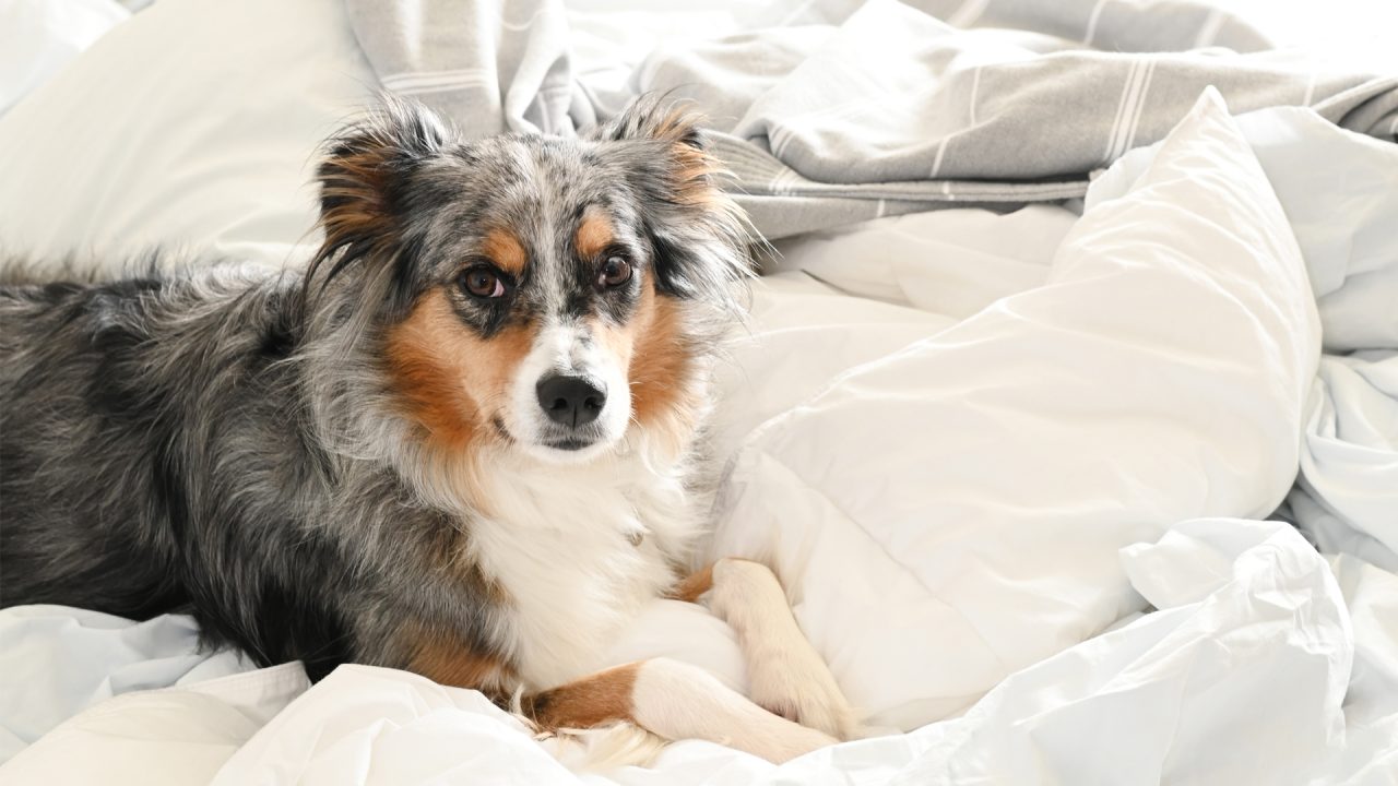 Cute little dog resting on guest room bed