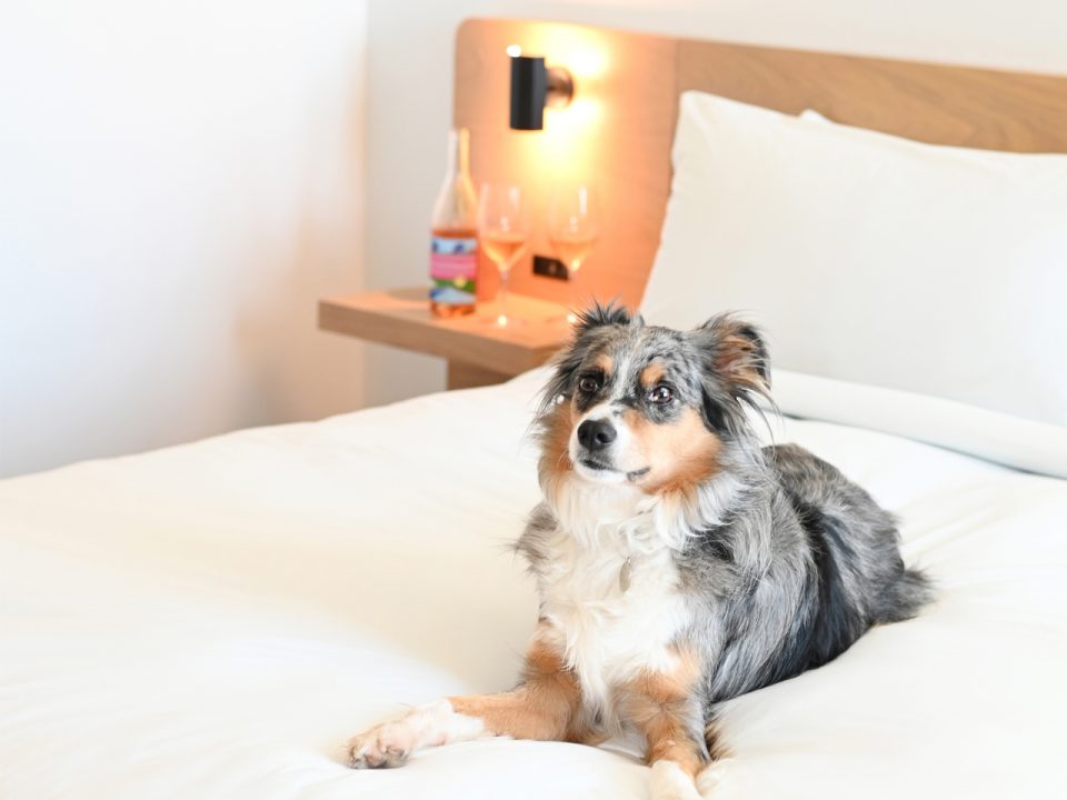dog resting on hotel june guest room bed