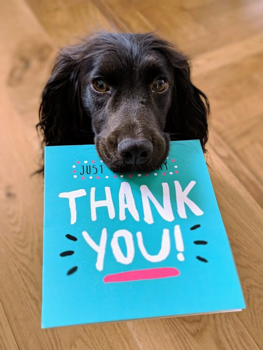 Cute doggy holding thank you card for being rescued