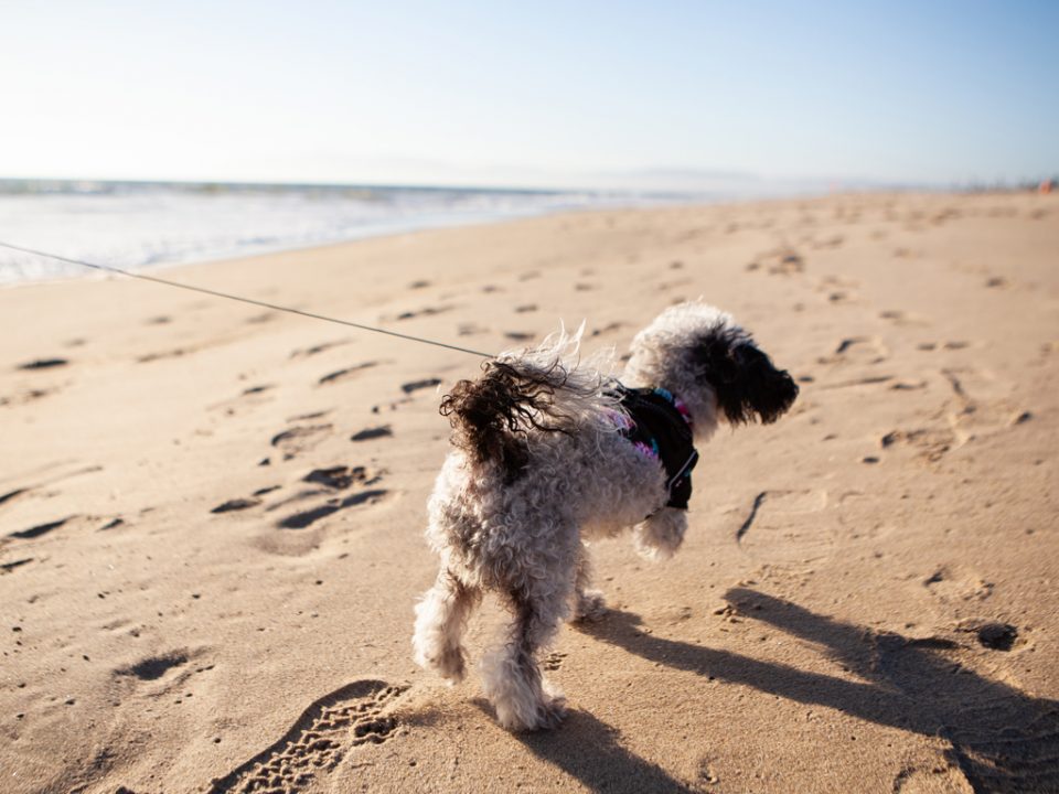 dog on a leash on the beach