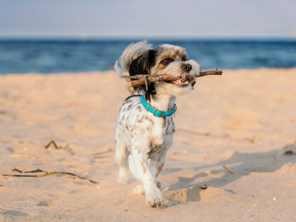 dog on the beach carrying a stick