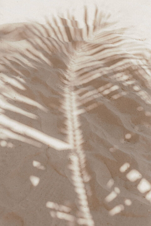 Shadow of palm tree in the sand