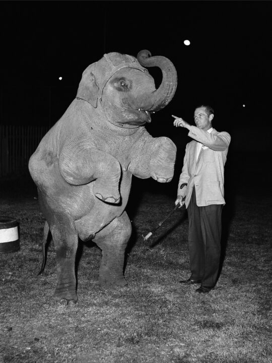 Old black and white image of Mr. Wilcox posing with an elephant statue