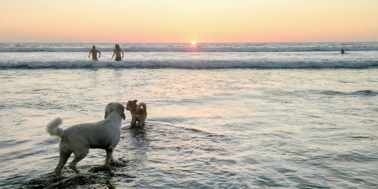 two dogs running into the ocean with people in the background