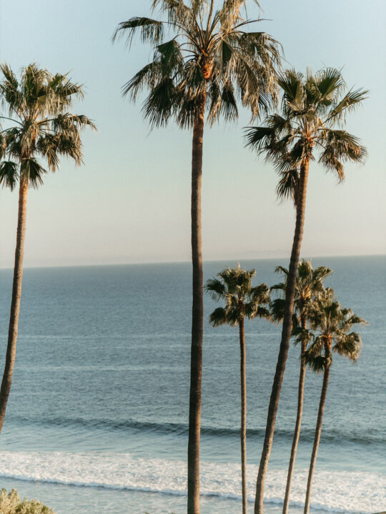 Malibu Ocean and palm trees